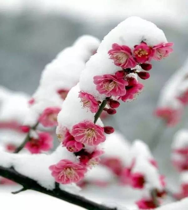 "寒冬腊月时,百花凋零,唯有梅花还孤傲地怒放于冰雪之中.