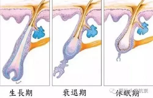 头发生长液什么原理_黛歆头发生长液