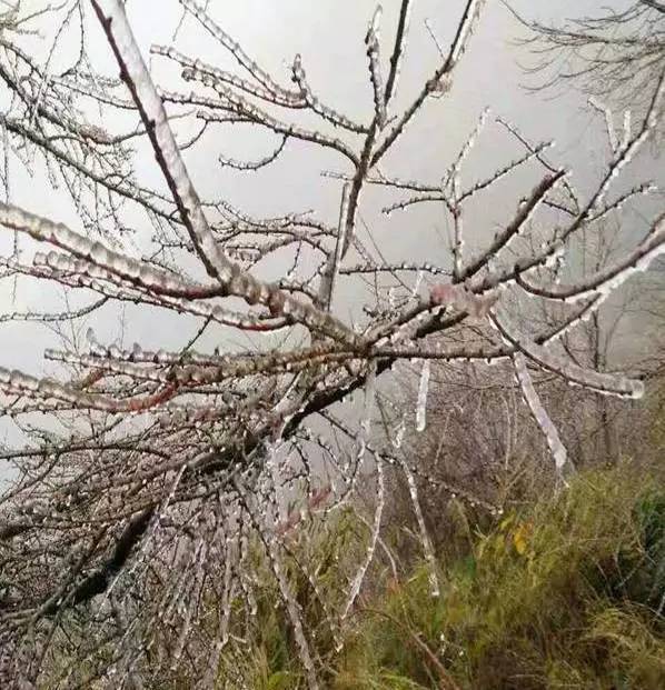 【天气】这回雪花没和重庆失约,冬日最美不过这一场薄雪!