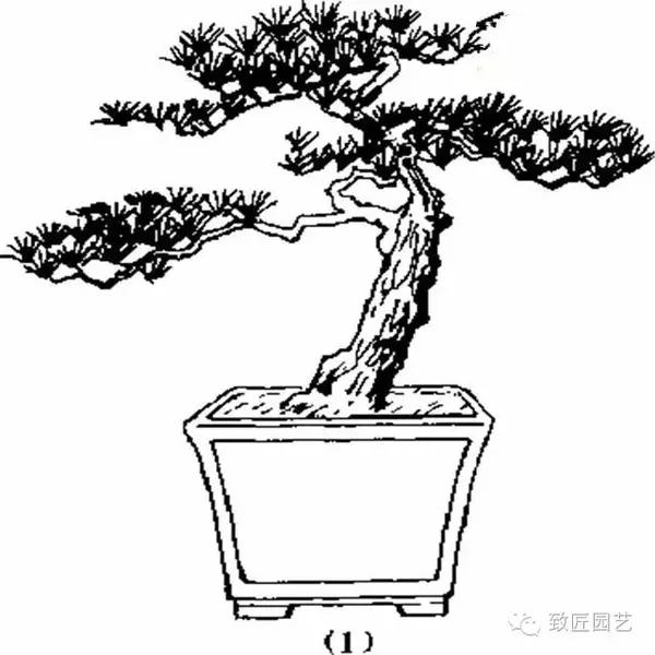 上图:改换盆钵样式使盆景更美观 (1)栽于深盆中的松树 (2)换成浅盆更