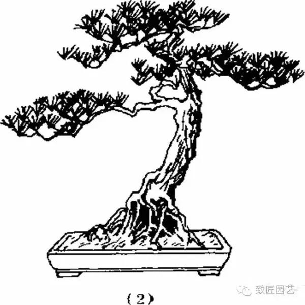 上图:改换盆钵样式使盆景更美观 (1)栽于深盆中的松树 (2)换成浅盆更