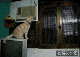 别拍了,快救我啊