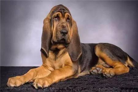 嗅觉排名_十大嗅觉猎犬排名(3)
