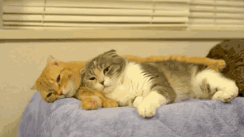 1 你果然是在外面有狗了…… 10 这只公白猫只要一看到新来的流浪小猫