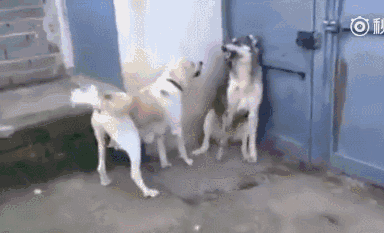 可怜了我的哈,难道是它这张蠢哈脸自带的嘲讽么?