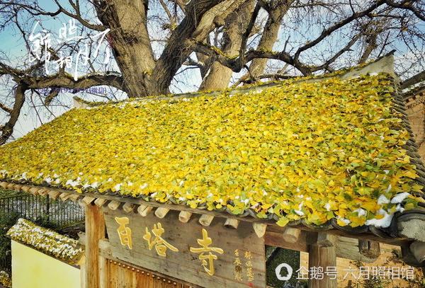 雪后初晴,去陕西西安长安区百塔寺赏银杏叶的几位游客,到了银杏树的跟