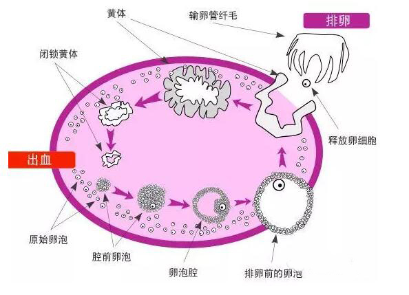 排卵时卵泡破裂,排出来的卵泡液刺激腹膜,都可能会产生钝痛,酸胀等不