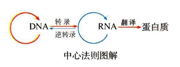 但是目前cerna只是lncrna分子机制的一个假说,在基因的中心法则中rna