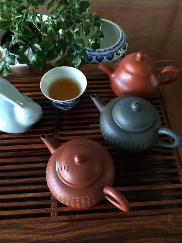 「家」陪我喝茶的小树走了