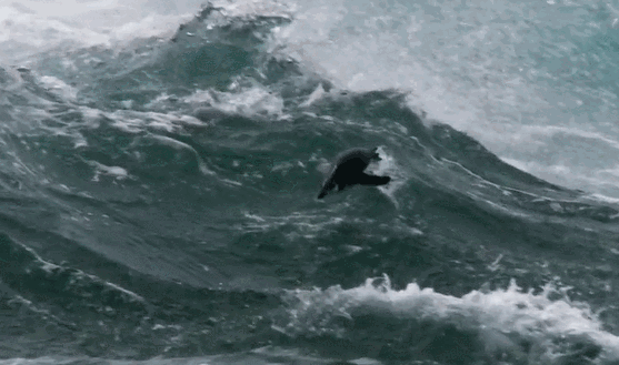 旅途艰险 有的企鹅可能会受伤