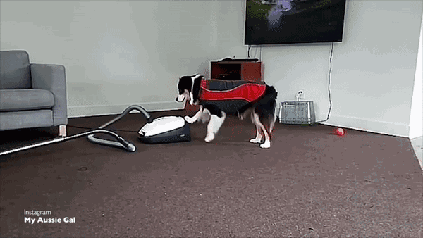 下面看看这个神奇的小家伙是怎么征服众网友的吧: 主人打扫房间的