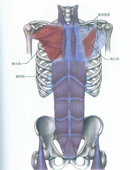 肌肉解剖手册之——胸肌