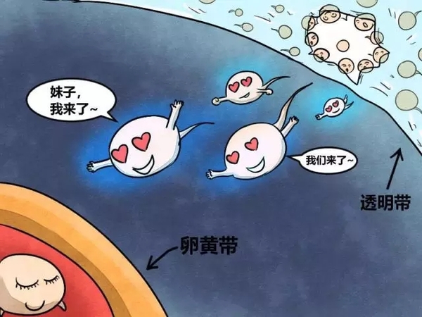 奥力给:王思聪是当年王健林游得最快的那颗精