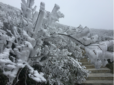 丹寨县龙泉山风景区,忽如一夜冬风来,千树万树"雪花"开,这几天冬日的