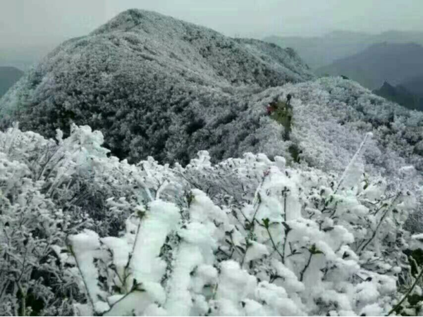 丹寨县龙泉山风景区,忽如一夜冬风来,千树万树"雪花"开,这几天冬日的