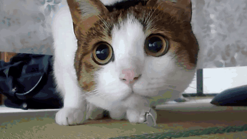 壁纸 动物 猫 猫咪 小猫 桌面 500_281 gif 动态图 动图图片