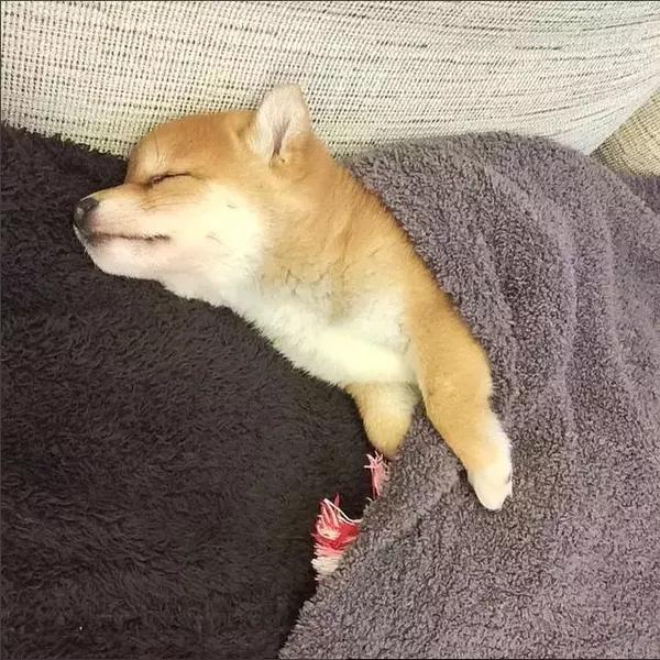 幸福的肥柴犬,最大爱好就是窝在主人的臂弯里睡觉