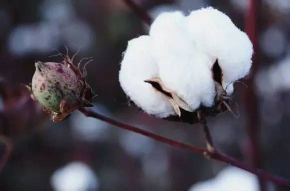 什么是棉花年度,什么是棉花年度产量