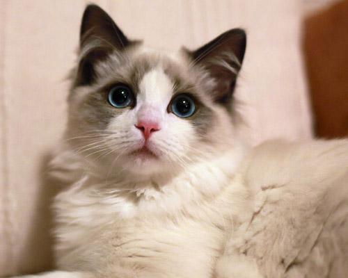 猫咪排名_可爱猫咪头像