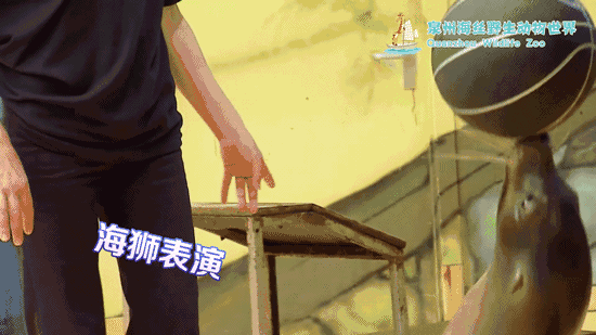 02/海狮表演haishibiaoyan 这里每天上演着精彩的表演,主角是可爱又