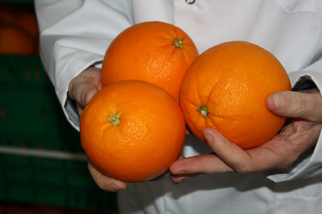 年产1.1亿吨柑橘橙子西班牙最大水果企业实地拍摄