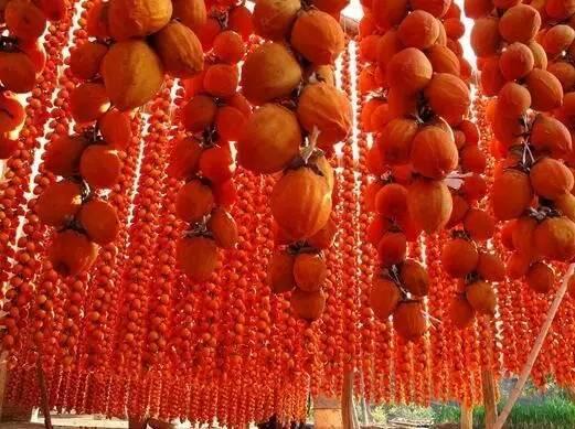 富平这座"柿子村"的柿子红透了,趁着天晴走起-旅游