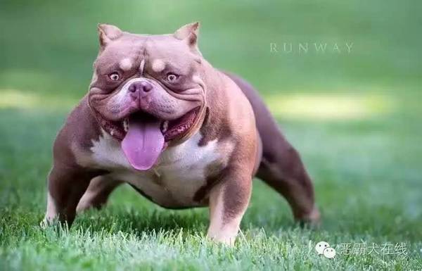 【宠物频道恶霸在线】恶霸犬性格一点通
