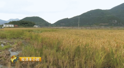 海水养鹅轻松赚150万,他是怎么做到的?