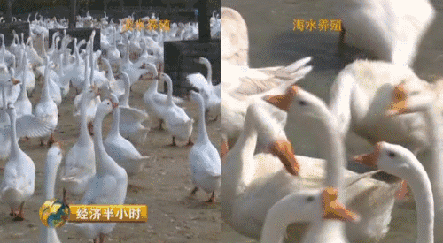 海水养鹅轻松赚150万,他是怎么做到的?