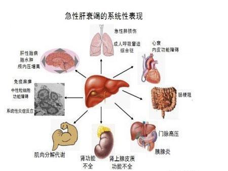 孕妇肝gdp_孕妇卡通图片(2)