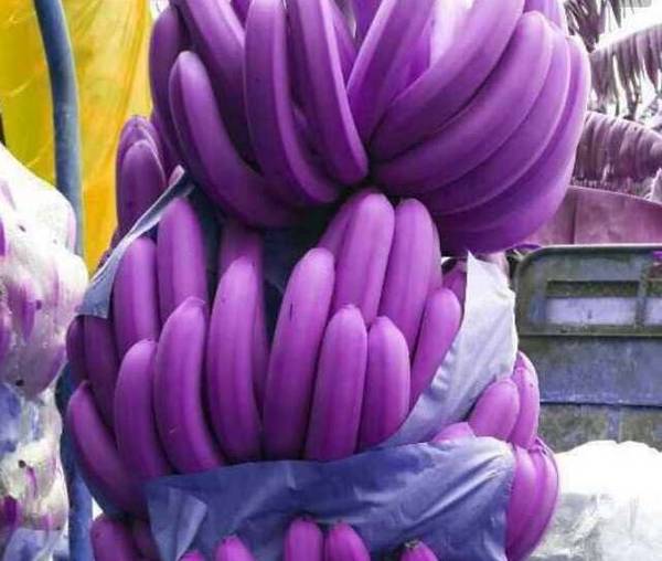 紫香蕉和红香蕉