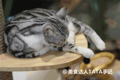花几十块钱看几十万的猫, 看着猫咪旁若无人地睡觉,舔毛,不自觉就会