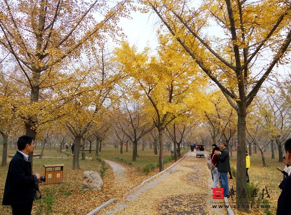 据了解,2014年郯城县重坊镇中华银杏园景区被全国旅游景区质量等级