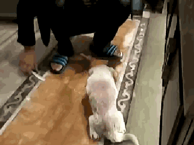 匍匐前进,作委屈状