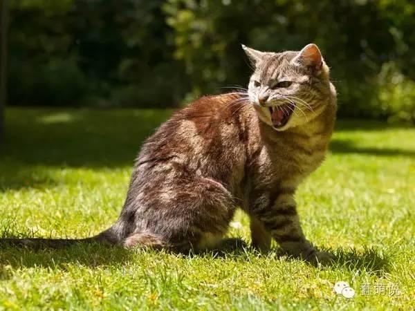 猫咪无法发出吼叫声 蛇没有发声器官,当它们想要恫吓敌人时,只能借着