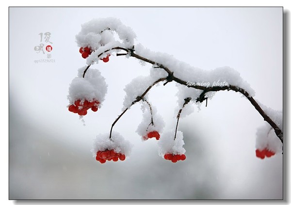 雪中红简谱_雪中红梅图片(2)