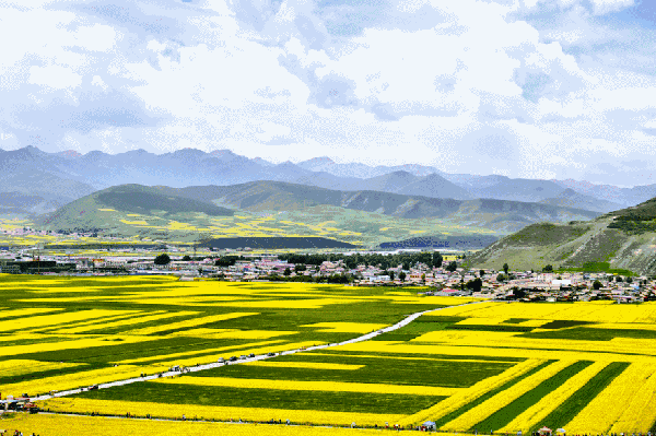 有人贪恋青海的油菜花田, 任凭金黄的油菜花点亮你的整个视野.
