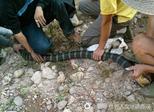 农村大爷在野外抓住一条过山峰,几个人才能摁的住