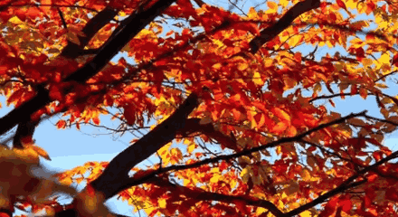 宜昌周边赏红叶最全指南出炉,带你遇见最美今秋!