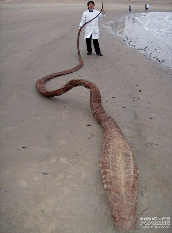 从这尸体的外型可见,它长相怪异,不像是海蛇的生物.难道这是史前怪物?