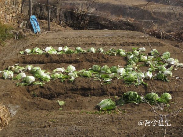 大白菜,是北方农村的主打菜之首,是农民冬天的家常菜.