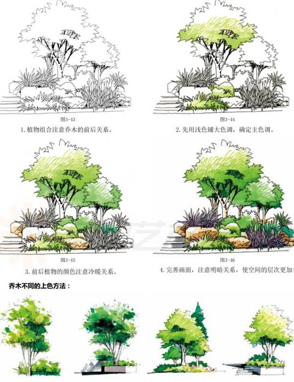 小景表现步骤图:这是一组经典的组合表现图,乔木,灌木,草本,植被的