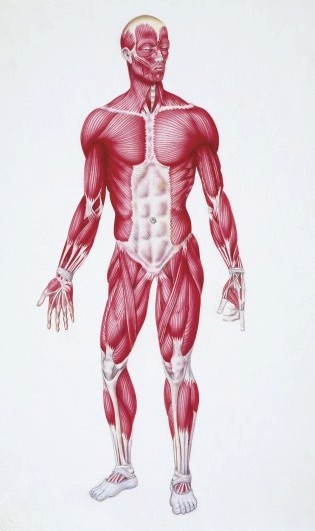 高清肌肉解剖图解【珍藏版】