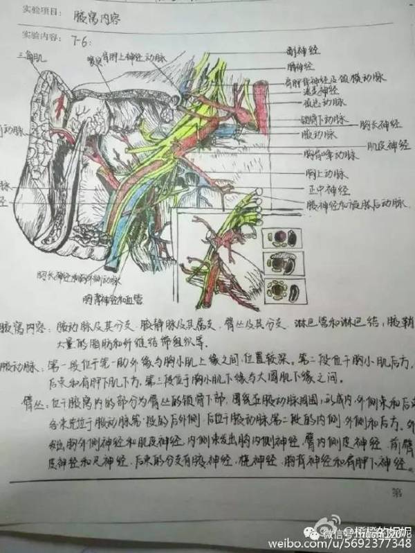 医学生手绘笔记精细到血管!