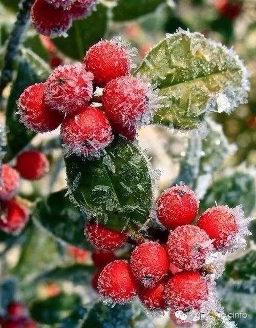 北风吹,雪花飘,美到心醉了