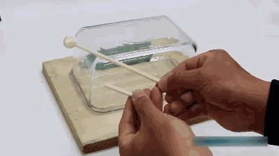 妹子办公室进老鼠了,能忍? | 线上科学日