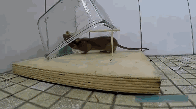 妹子办公室进老鼠了,能忍? | 线上科学日