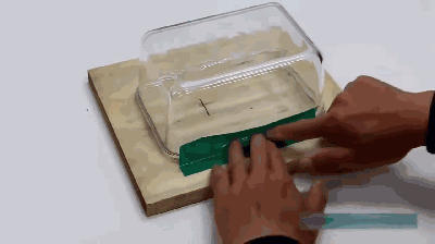 妹子办公室进老鼠了,能忍? | 线上科学日