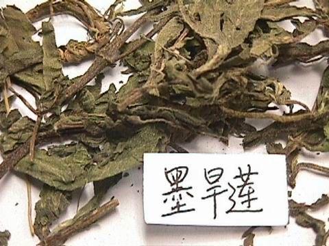 但是这个被评为"古今变白之草"的墨旱莲,它为什么能使头发变黑呢?