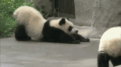 熊猫对歪果仁的